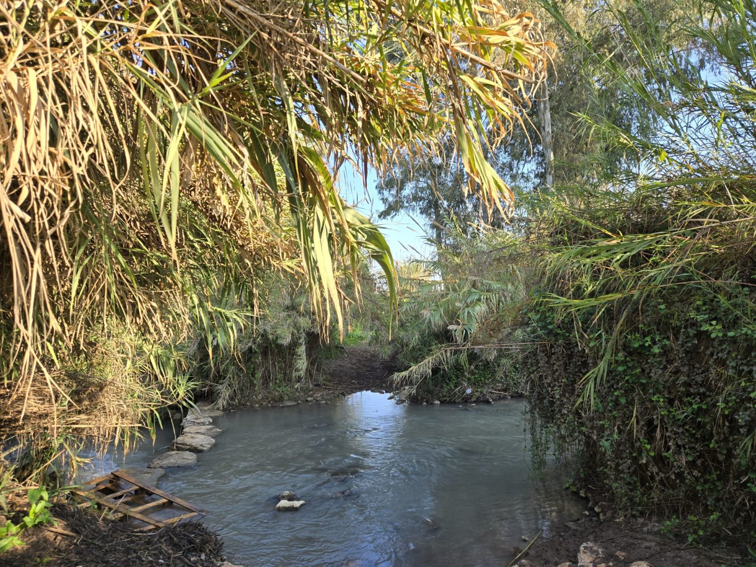 Read more about the article קהילה צועדת בירקון – סיור חגיגי | החברה להגנת הטבע