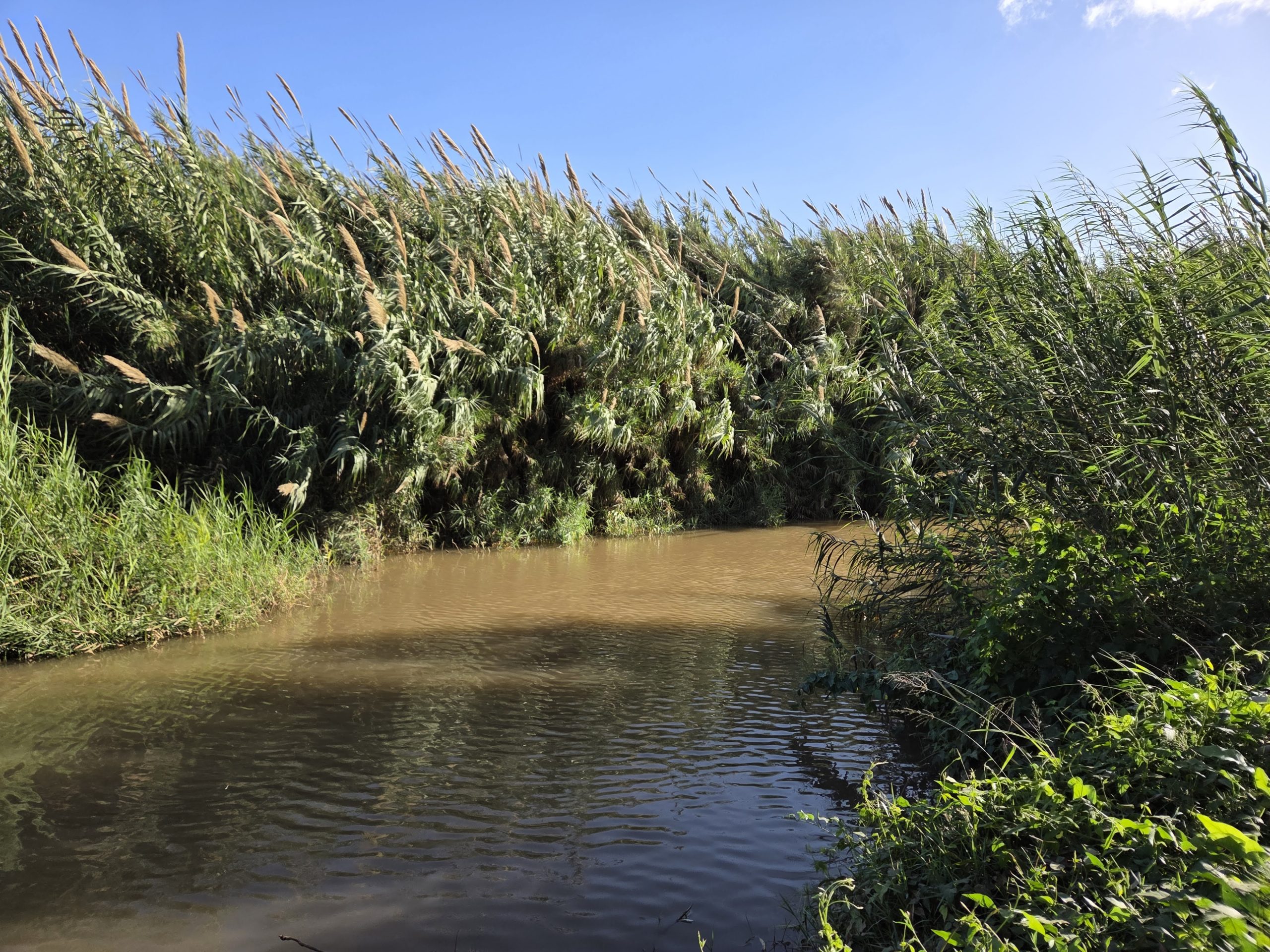 Read more about the article סיור היכרות עם נחל הירקון – החי והצומח ליד הנחל | רמת השרון