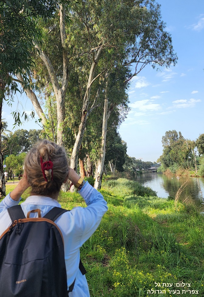 Read more about the article סיור צפרות בנחל אחיה | רמת השרון