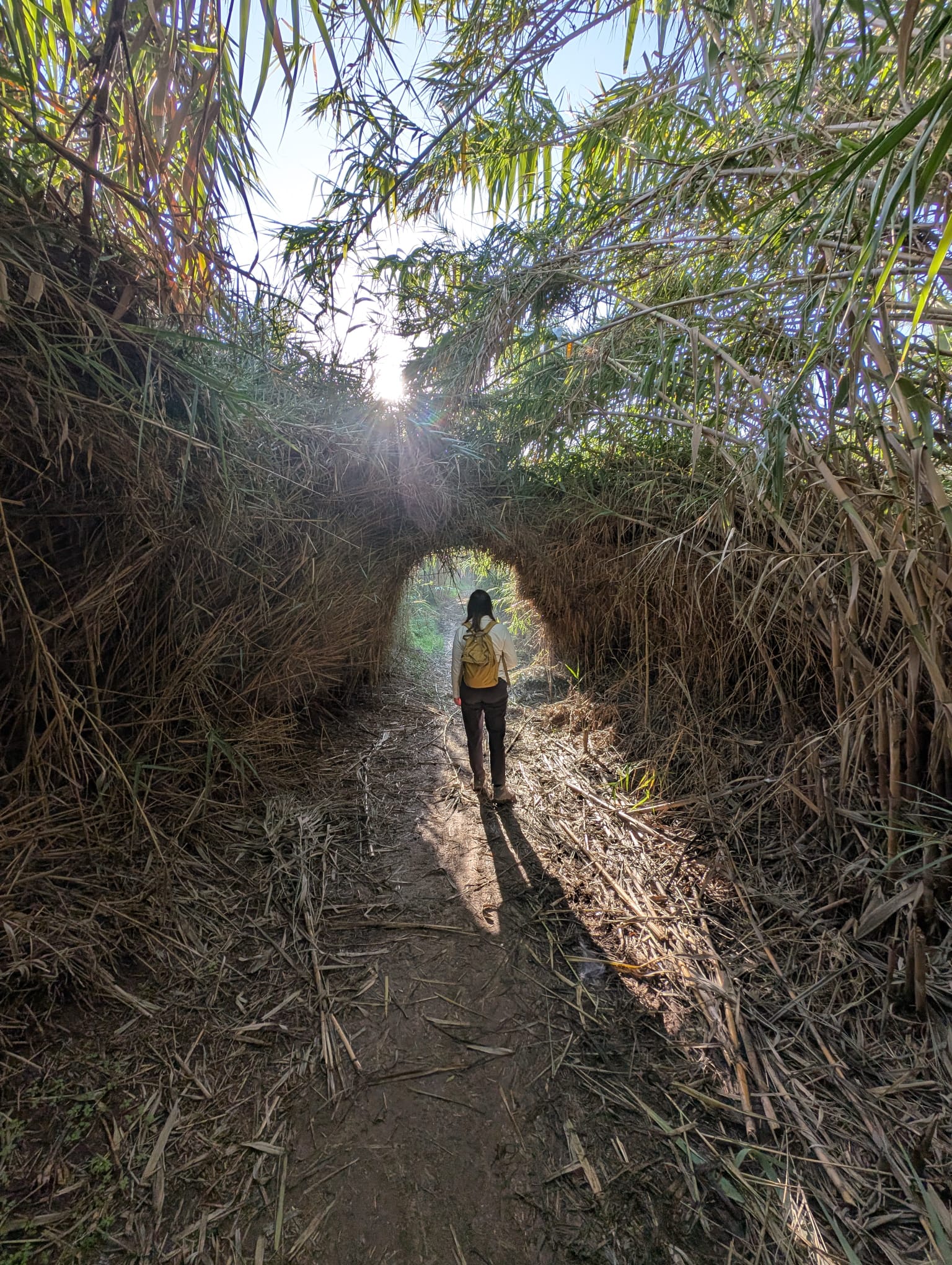 Read more about the article בוקר למיטיבי לכת לאורך הירקון | דרום השרון & הוד השרון