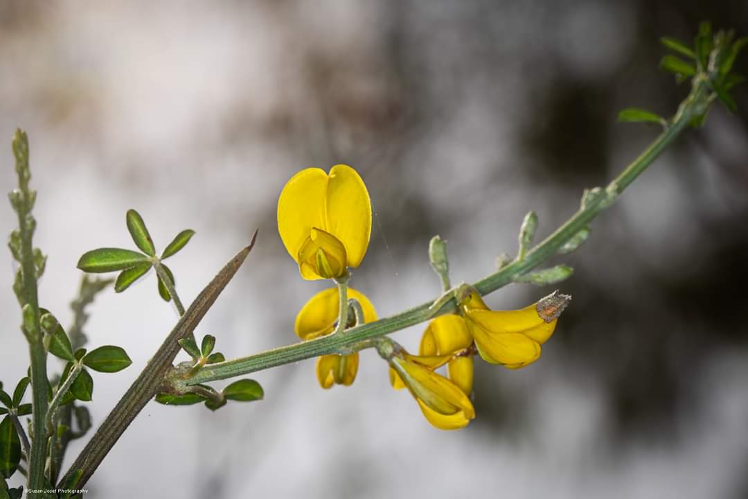 Read more about the article כשהירקון פורח באביב | גני יהושע