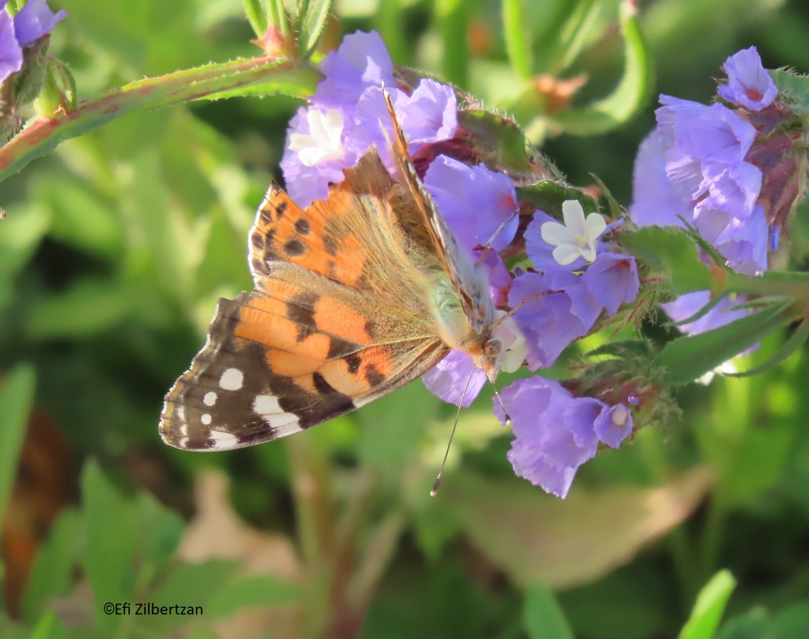 Read more about the article פרפרים וחיפושיות לאורך הירקון | גני יהושע