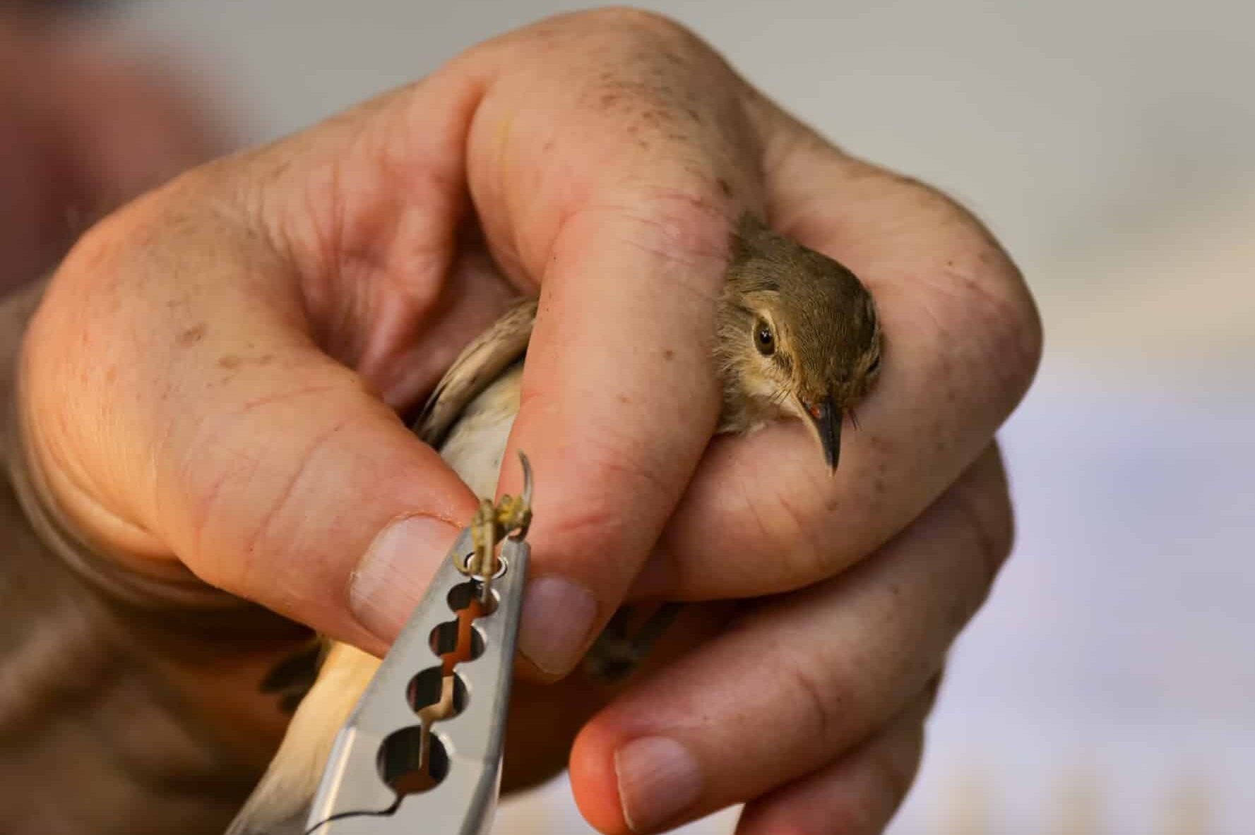 Read more about the article טיבוע ציפורים לכל המשפחה | כנפי קק"ל & גני יהושע