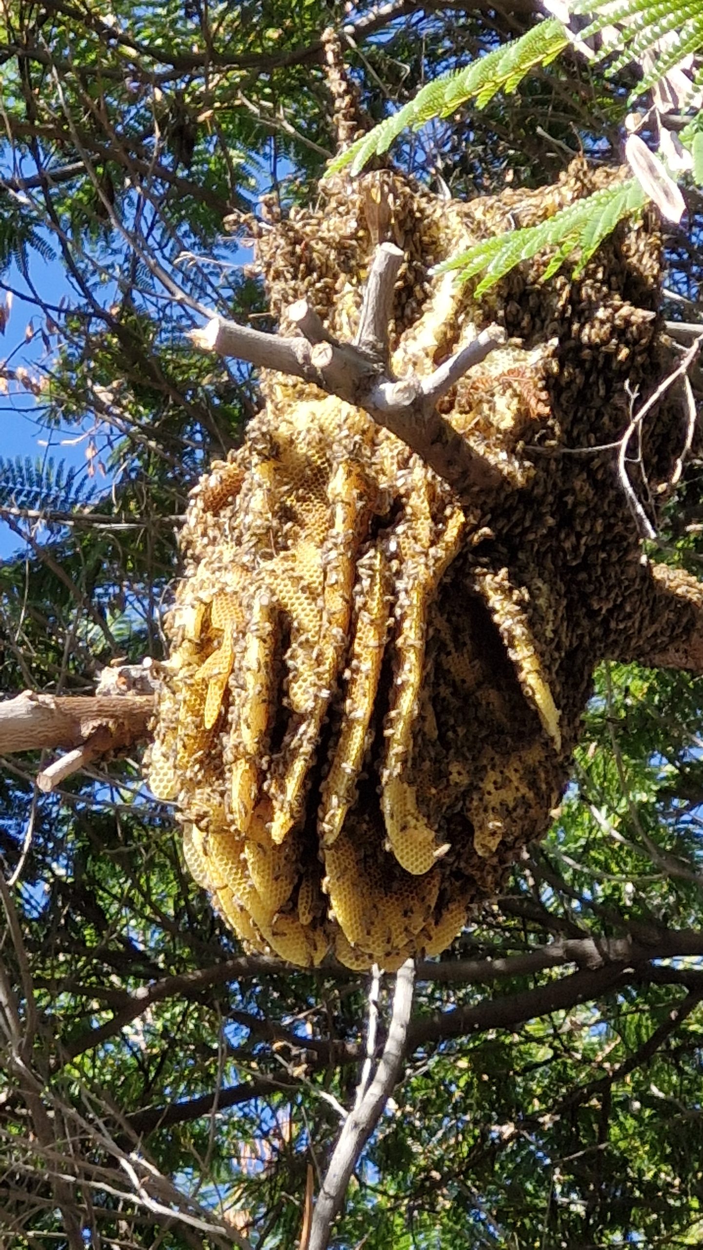 Read more about the article סדנת היכרות עם מאביקים ובניית בית מלון לחרקים | תל אביב-יפו