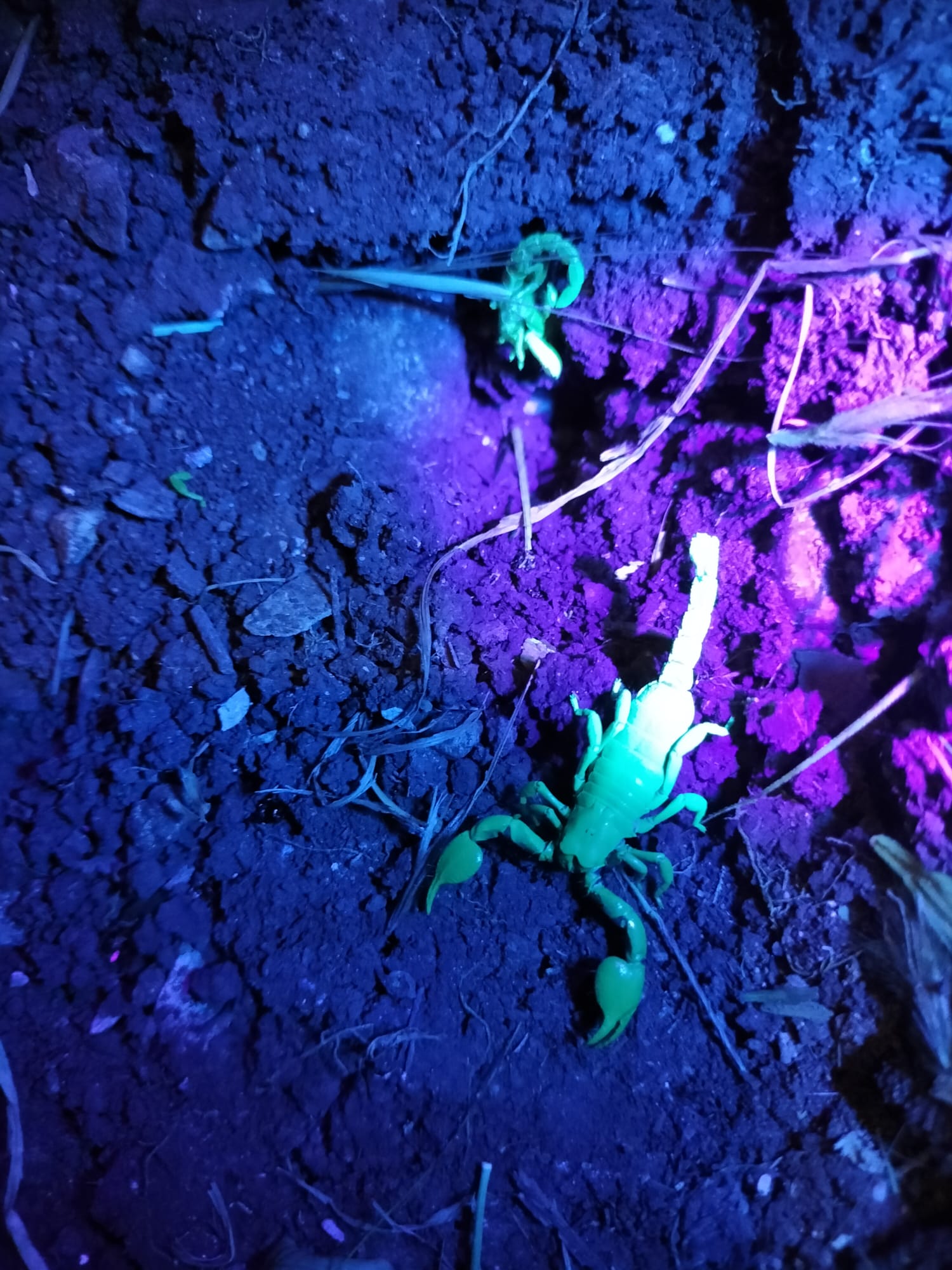 Read more about the article סיור בעקבות בעלי חיים בנחל רבה שביער ראש העין | ראש העין