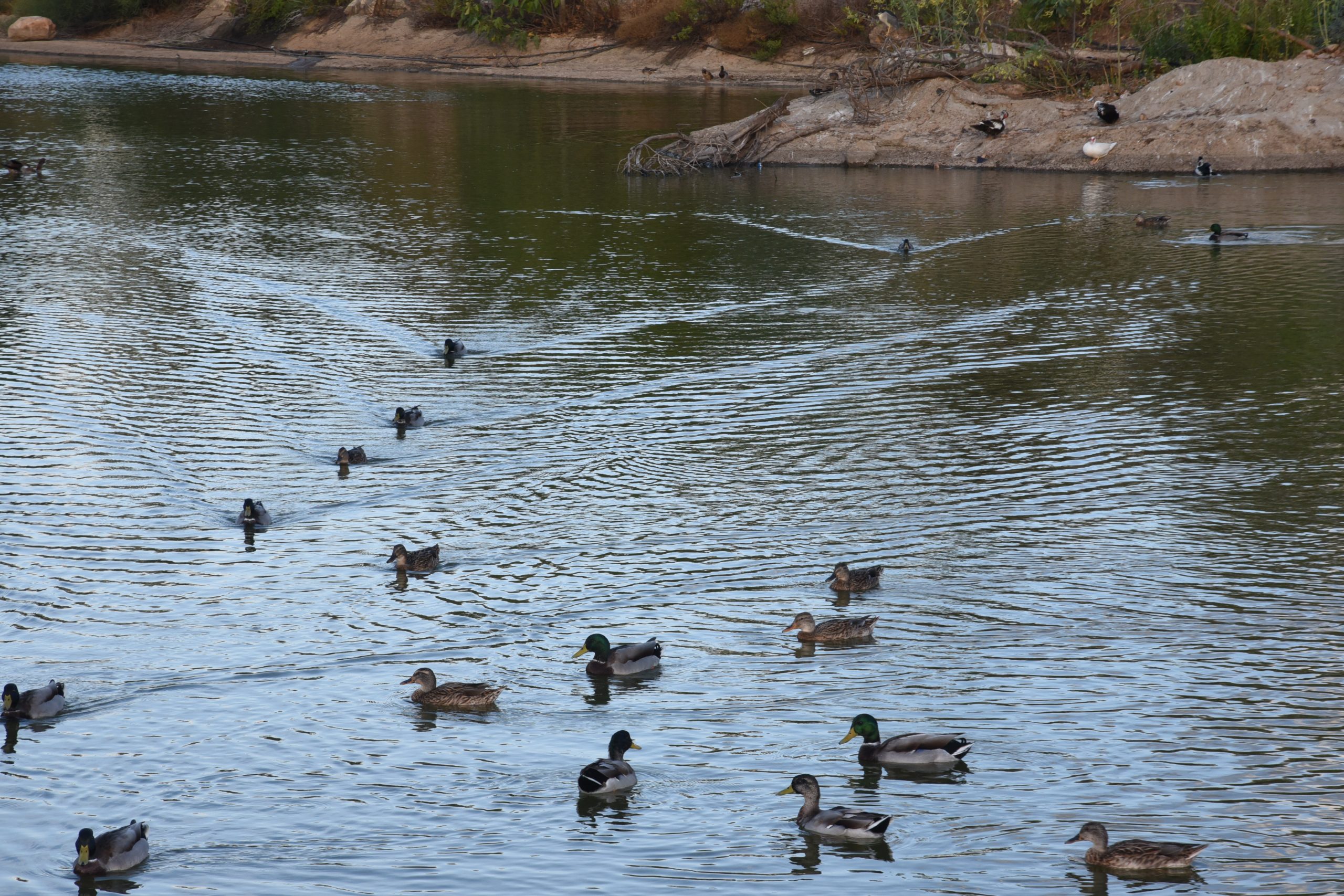 Read more about the article סיור בעקבות הציפורים בנחל רבה | ראש העין