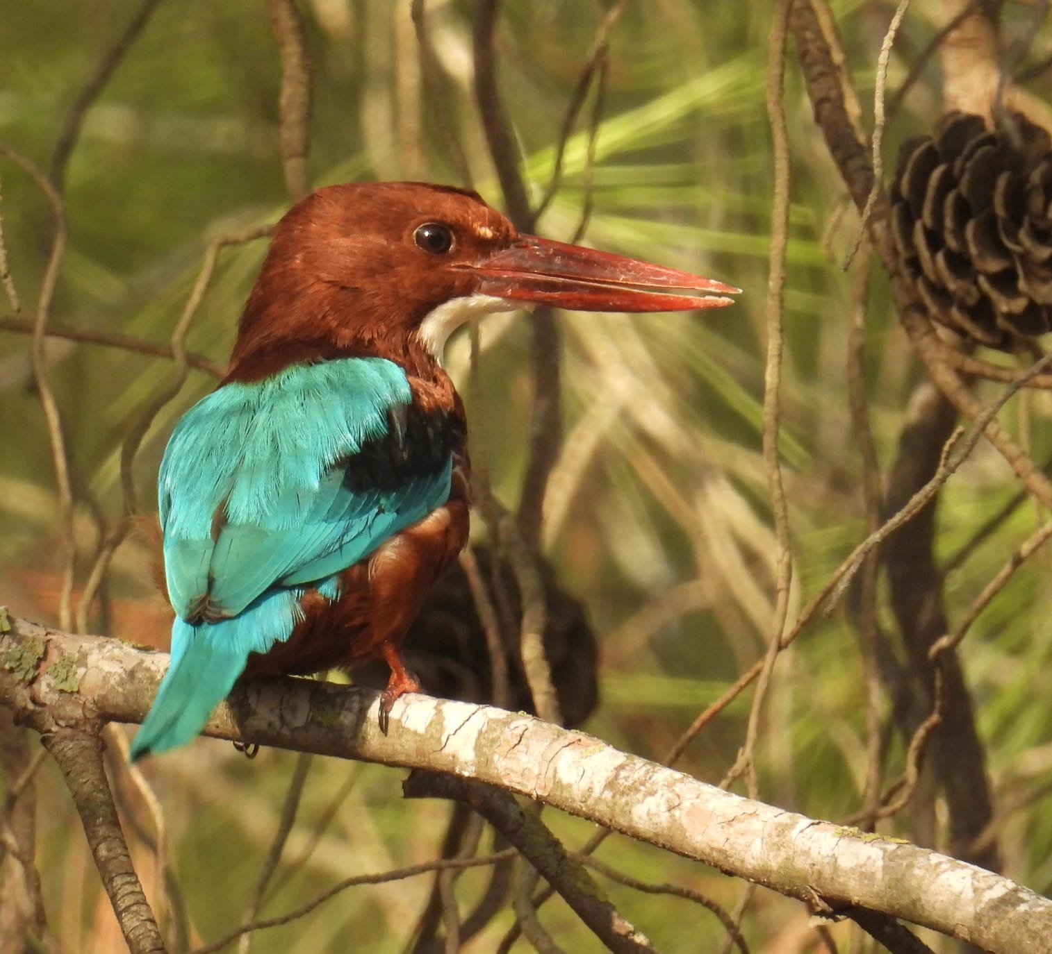 Read more about the article סיור צפרות בוקר | כנפי קק"ל & הוד השרון