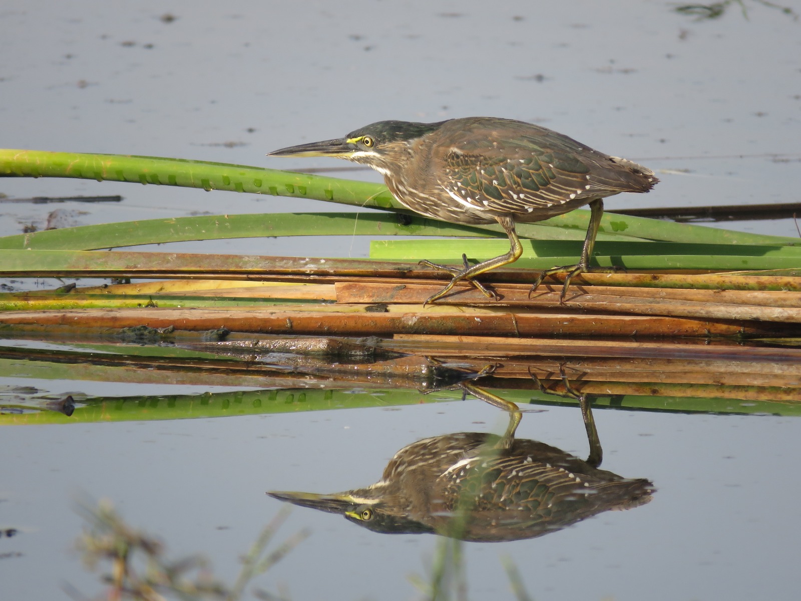 Read more about the article סיור צפרות בוקר | כנפי קק"ל & הוד השרון