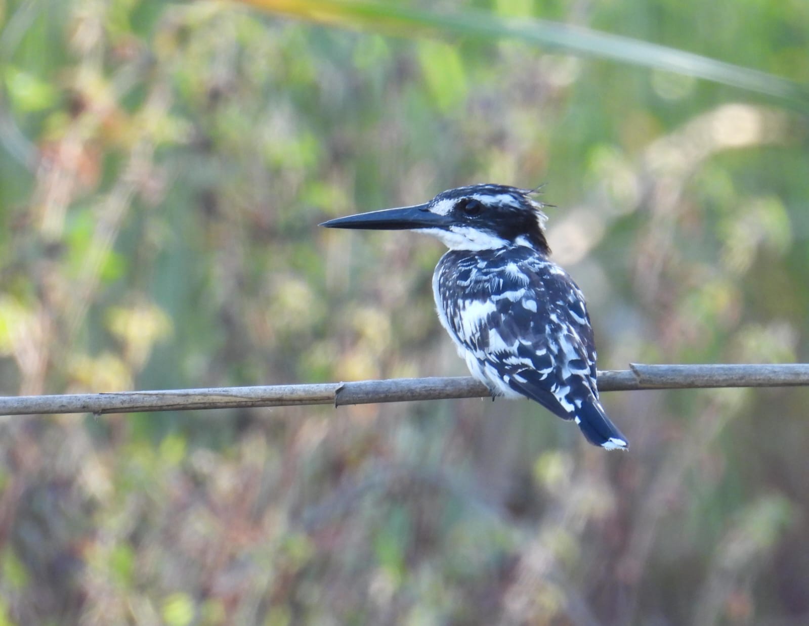 Read more about the article סיור צפרות זריחה | כנפי קק"ל & הוד השרון