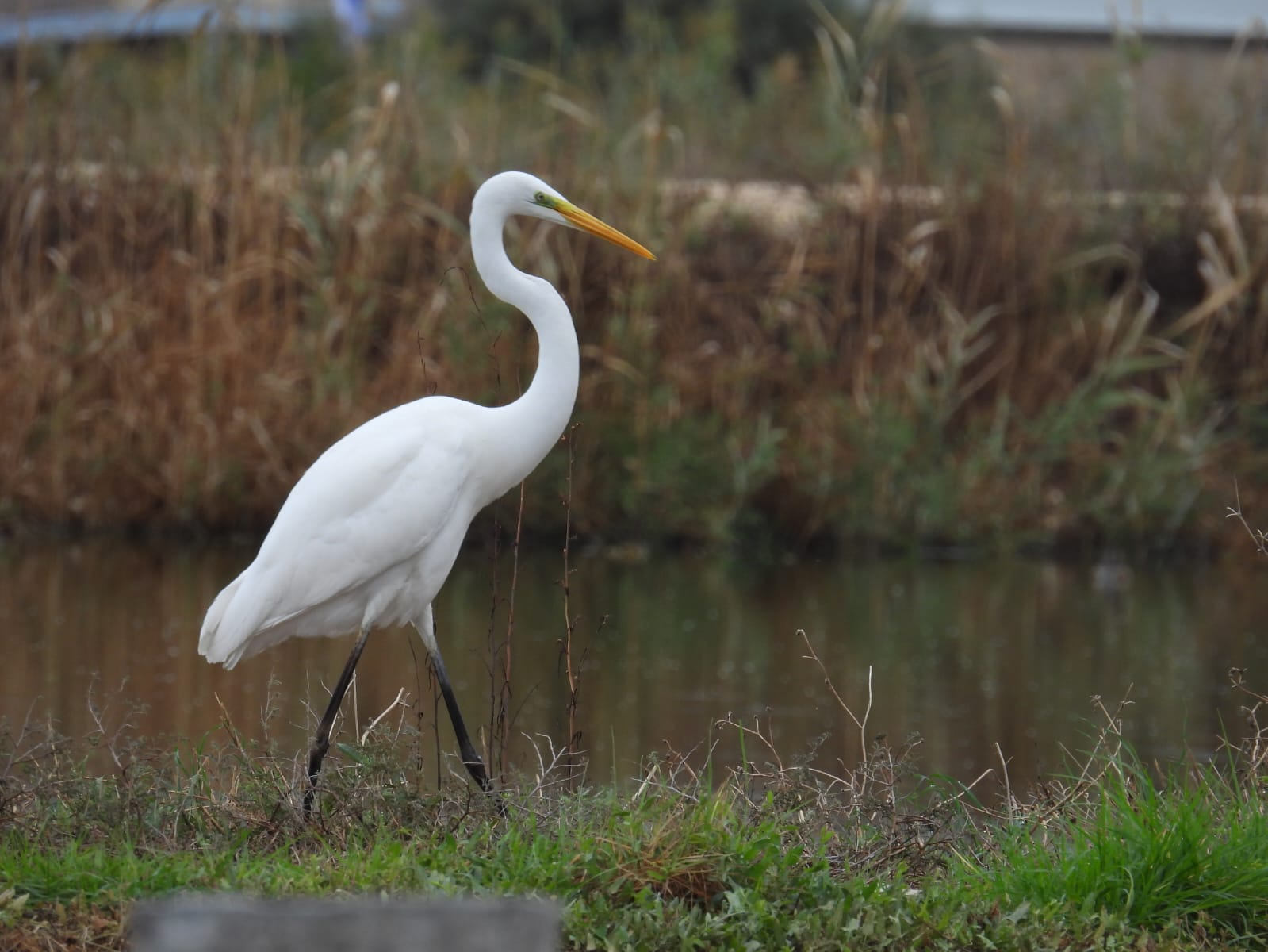 Read more about the article סיור צפרות שקיעה | כנפי קק"ל & הוד השרון