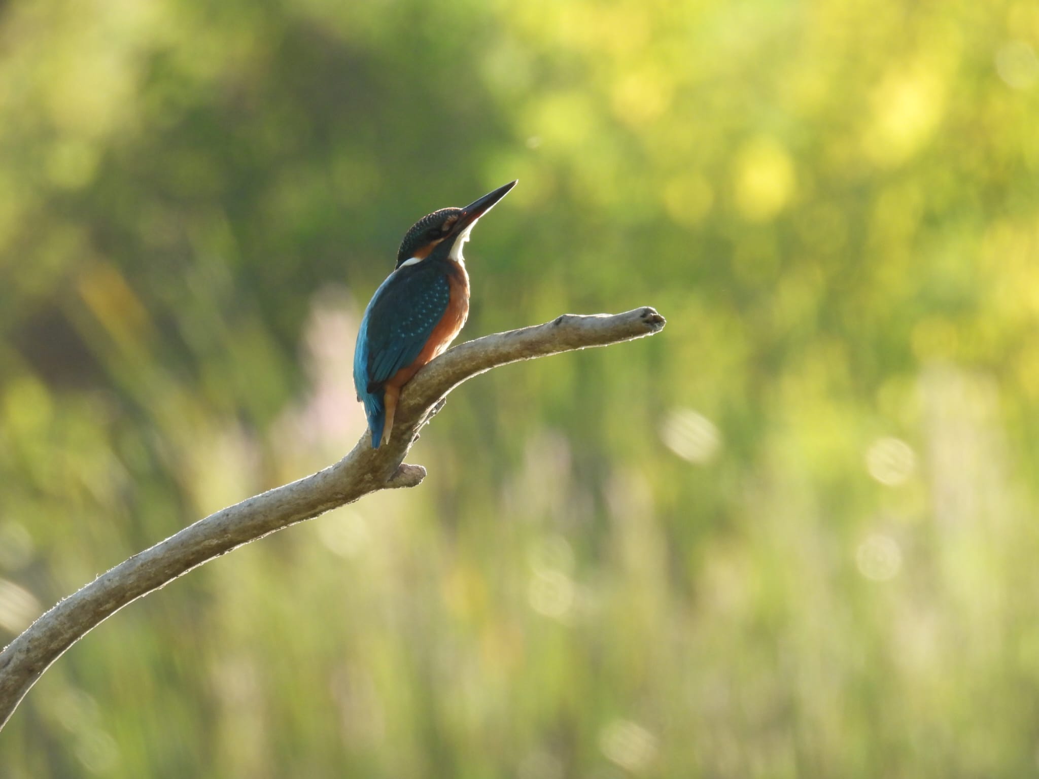 Read more about the article סיור צפרות שקיעה | כנפי קק"ל & הוד השרון