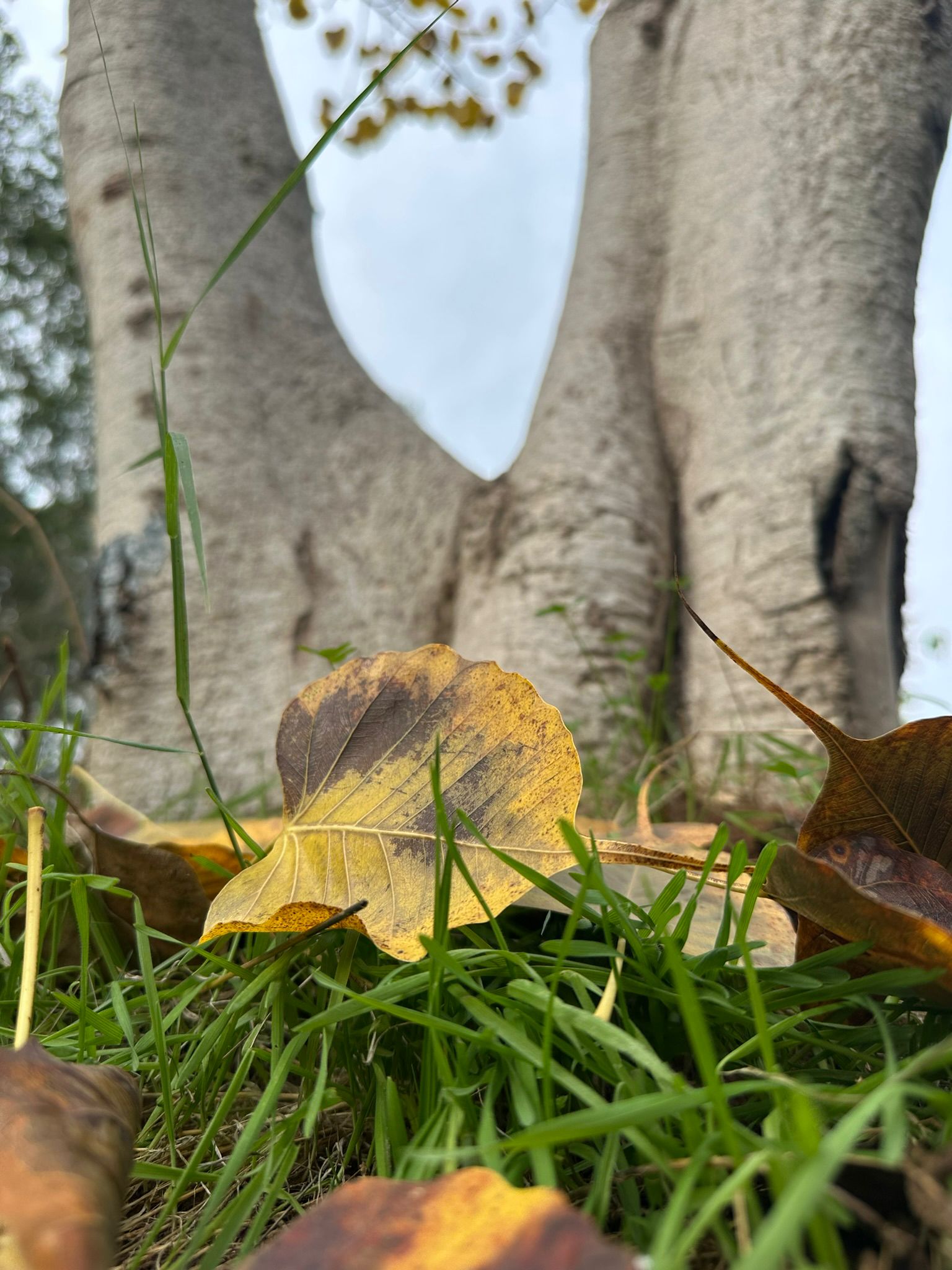 Read more about the article פוטותרפיה – סדנת צילום | הוד השרון