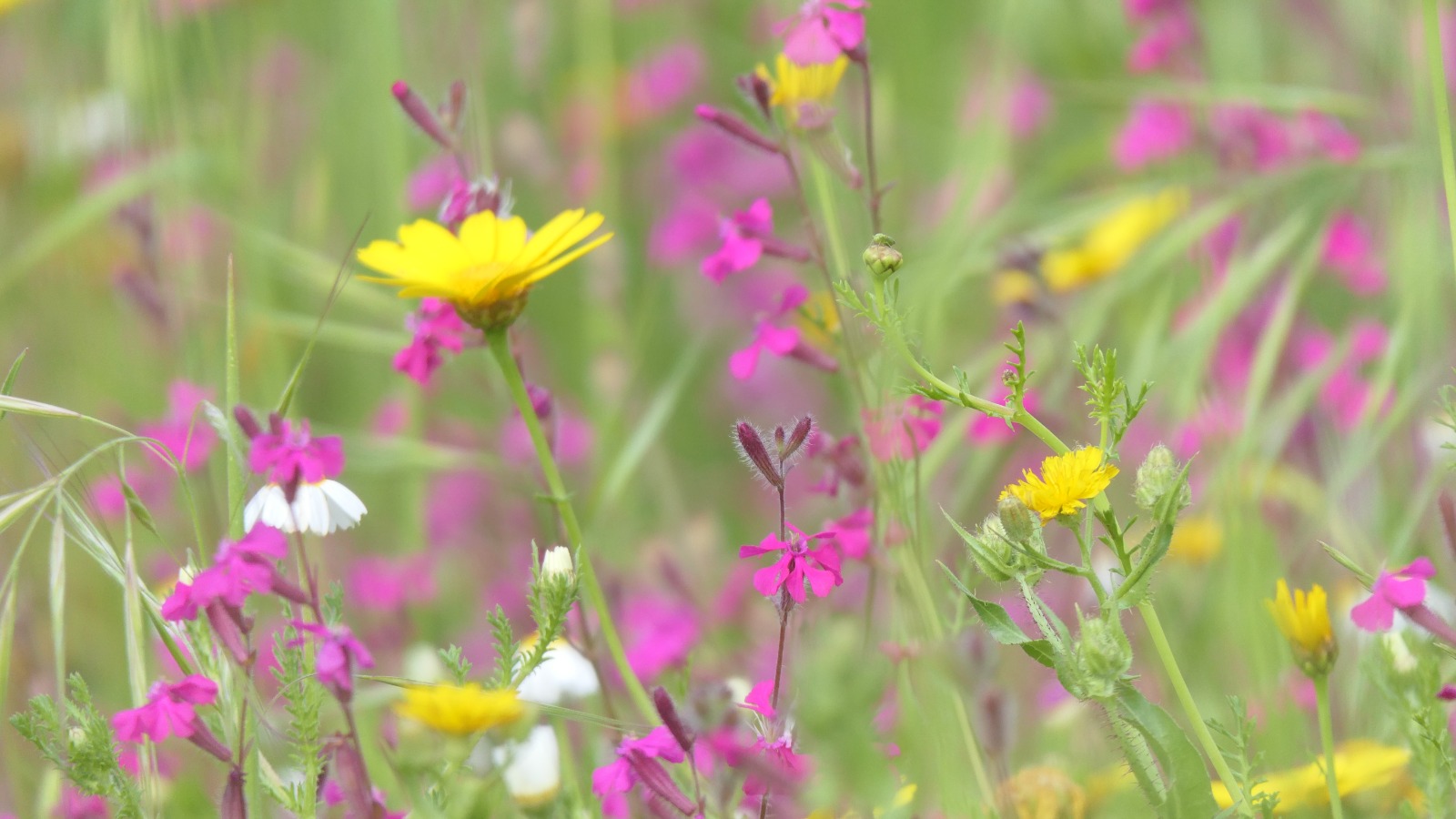 Read more about the article אביב פרחוני על גדות הירקון | גני יהושע
