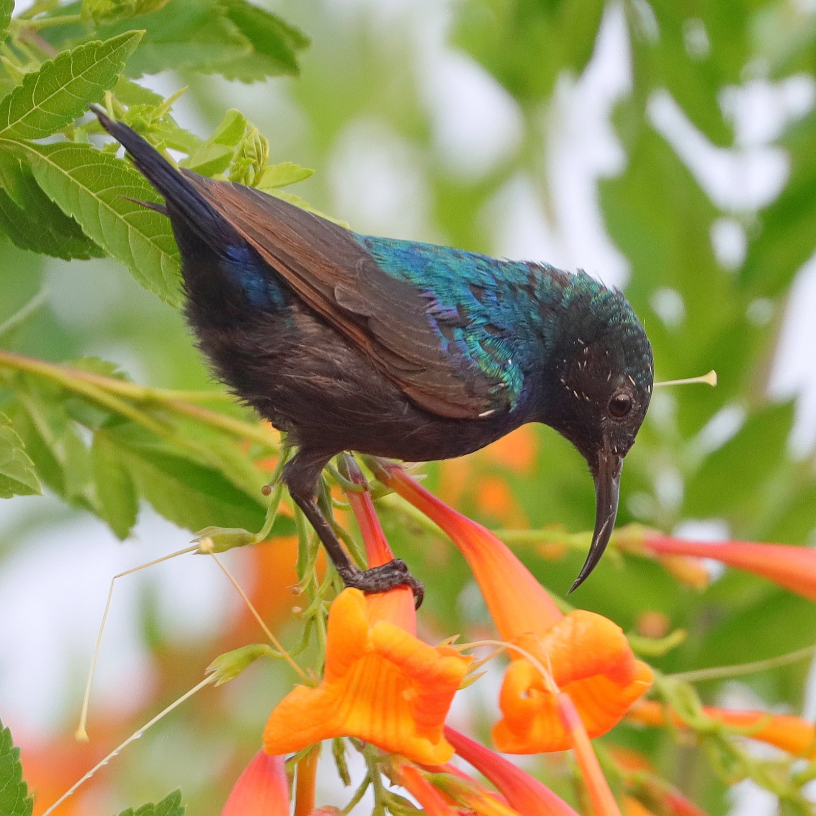Read more about the article צפרות אביב למבוגרים | כנפי קק"ל & גני יהושע