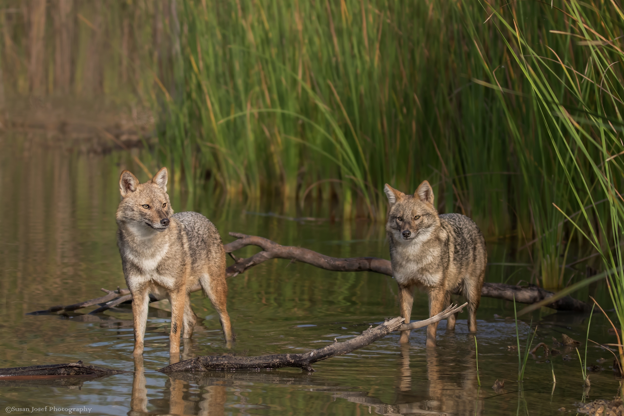 Read more about the article סיור לילה ותצפית במגוון הביולוגי בסביבת הירקון | תל אביב-יפו