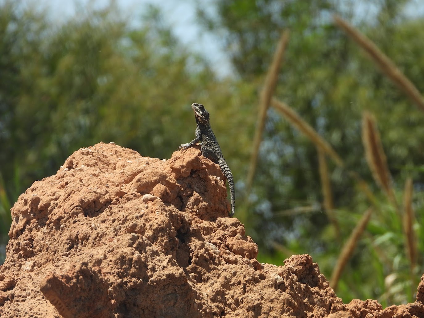 Read more about the article סיור הלך חרדון אצל זיקית: על זוחלים בטבע העירוני לאורך הירקון | רמת גן